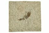 Oligocene Fossil Lanternfish (Eomyctophum) - Poland #374317-1
